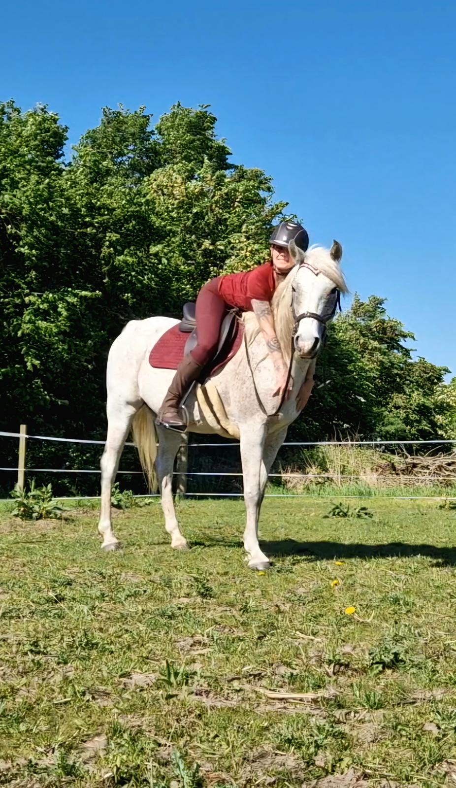 Arabisk fuldblod (OX) Majeed ibn Mutazz (Marley)  billede 14