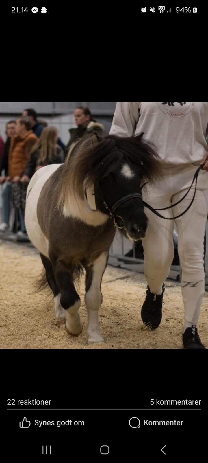 Shetlænder Pindstruphavens nando billede 2