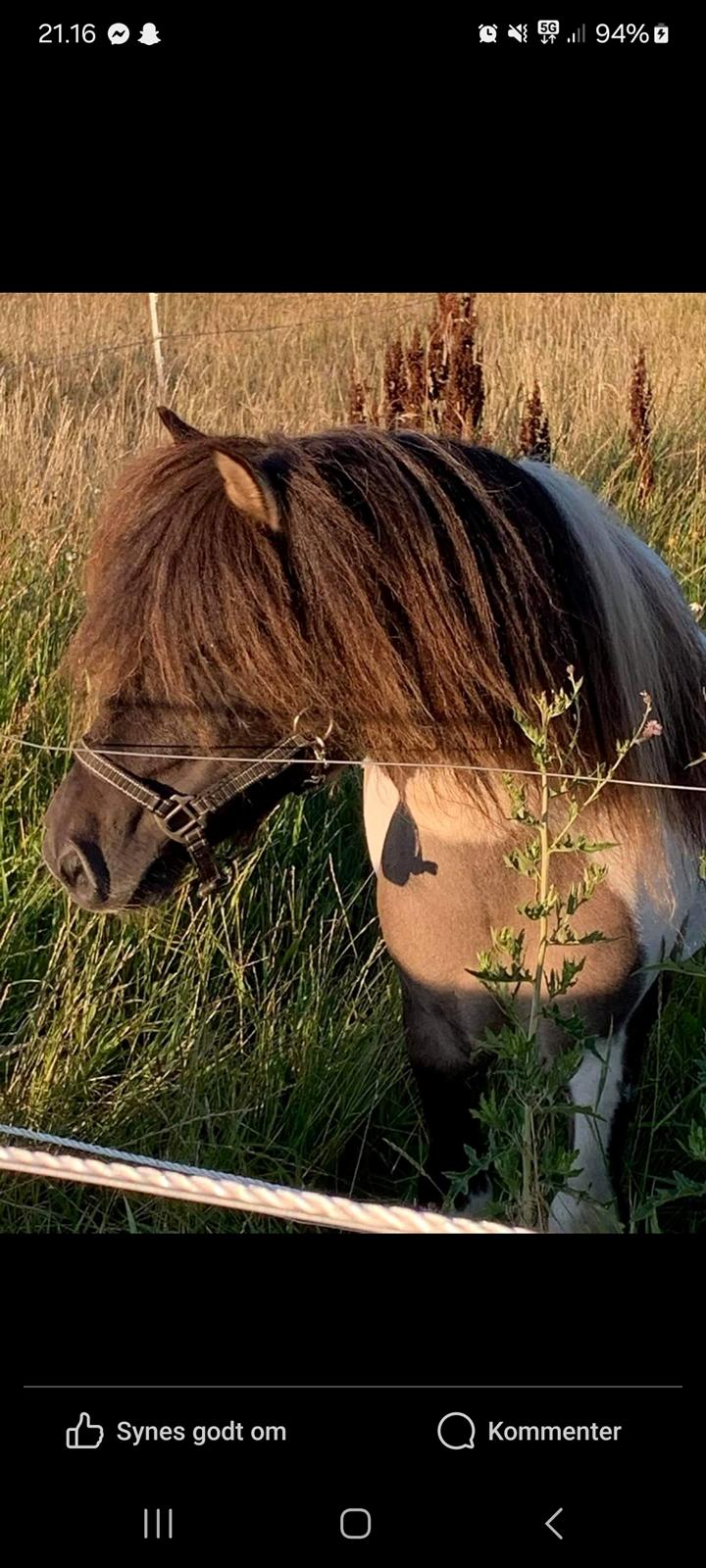 Shetlænder Pindstruphavens nando billede 4