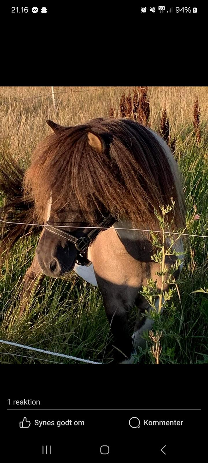 Shetlænder Pindstruphavens nando billede 3