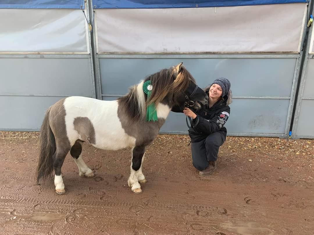 Shetlænder Pindstruphavens nando billede 6