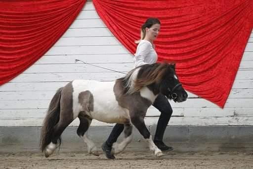 Shetlænder Pindstruphavens nando billede 7