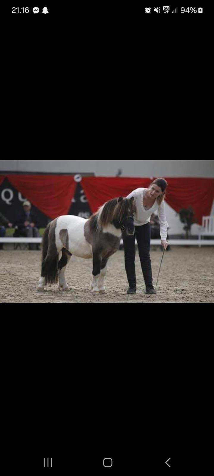 Shetlænder Pindstruphavens nando billede 5