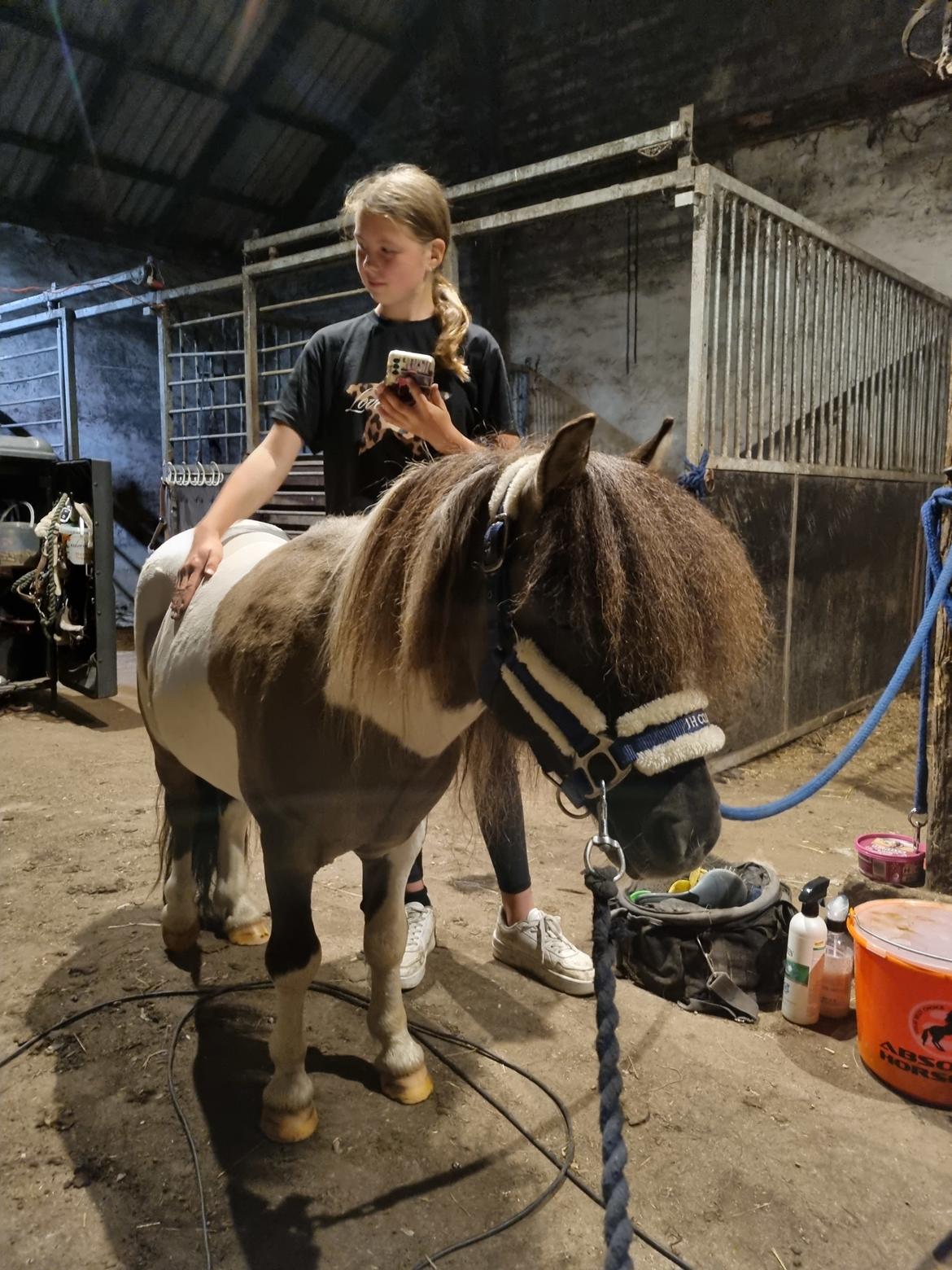 Shetlænder Pindstruphavens nando billede 9