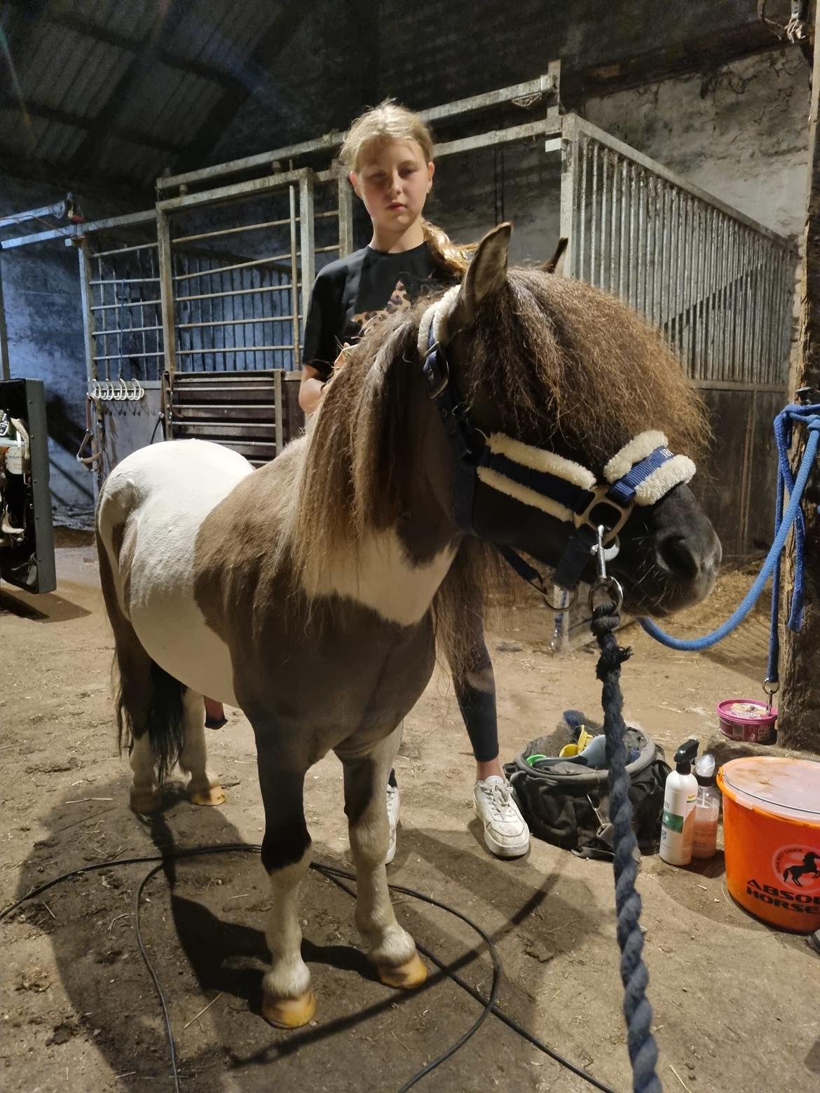 Shetlænder Pindstruphavens nando billede 10