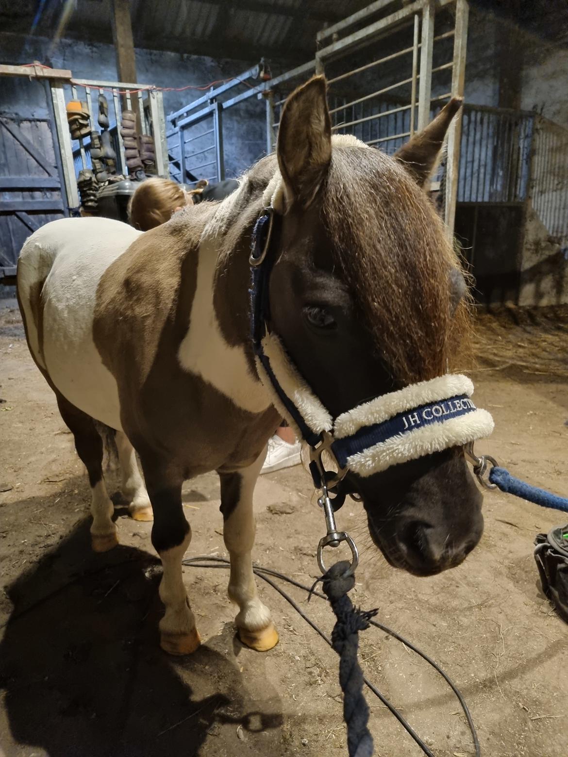 Shetlænder Pindstruphavens nando billede 11