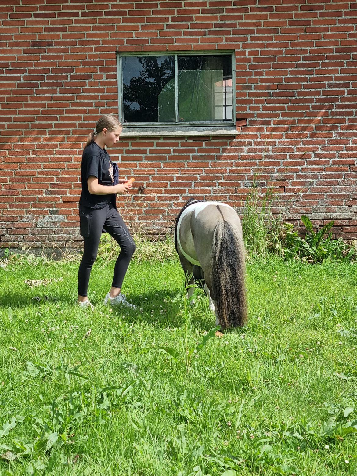 Shetlænder Pindstruphavens nando billede 14