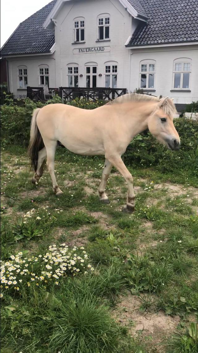 Fjordhest Freyr vangkilde - 2 år gammel billede 18
