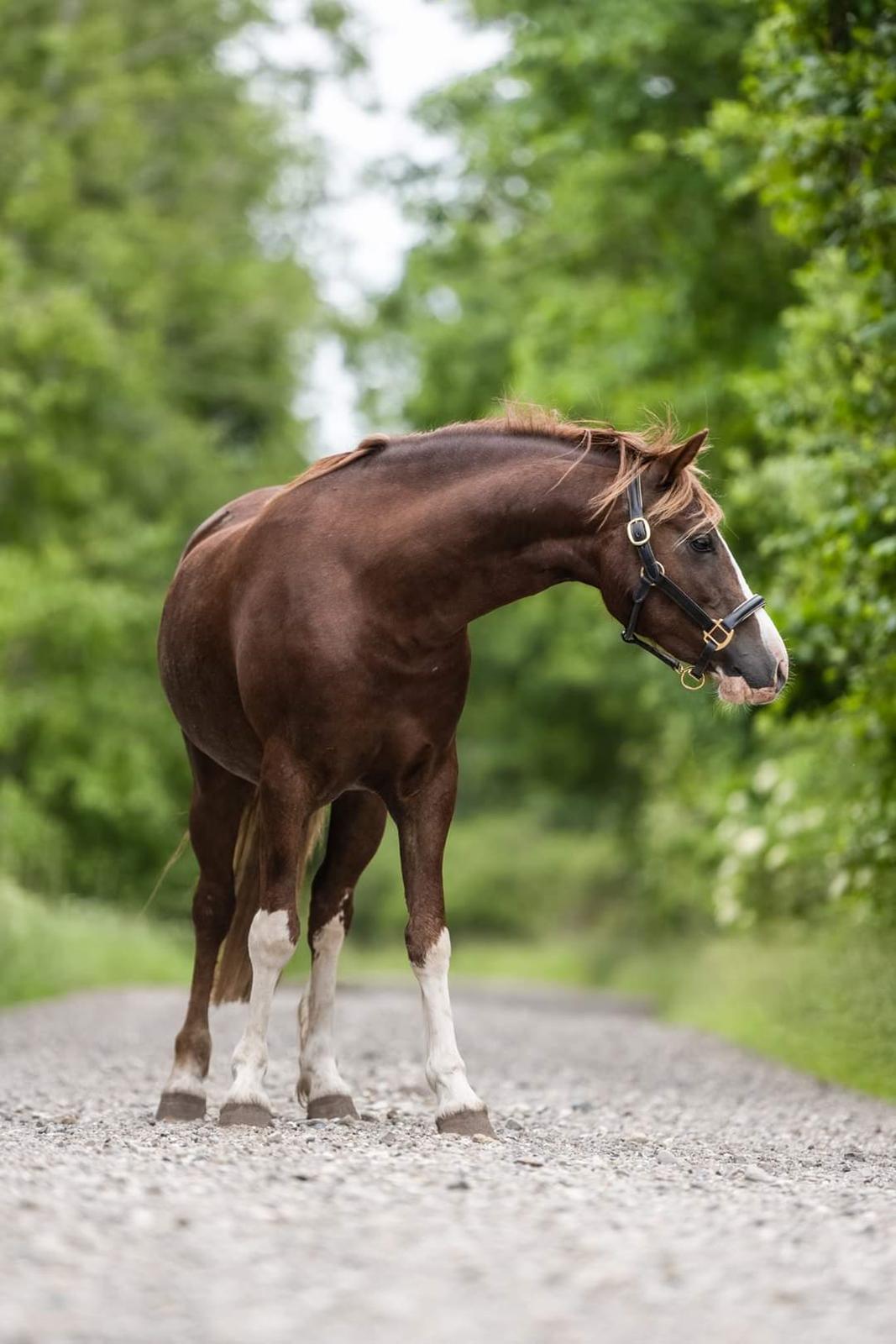 Welsh Pony af Cob-type (sec C) Aberlour Gagarin [Låner] billede 1