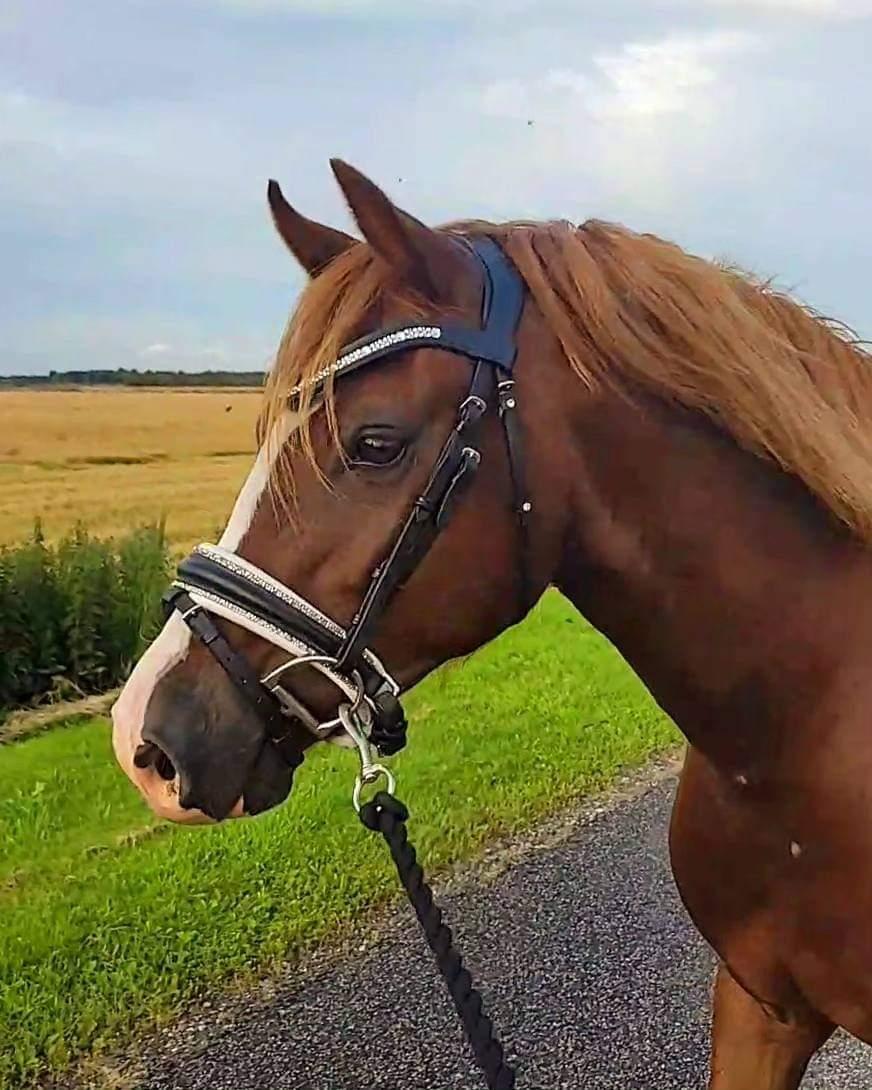 Welsh Pony af Cob-type (sec C) Aberlour Gagarin [Låner] billede 2