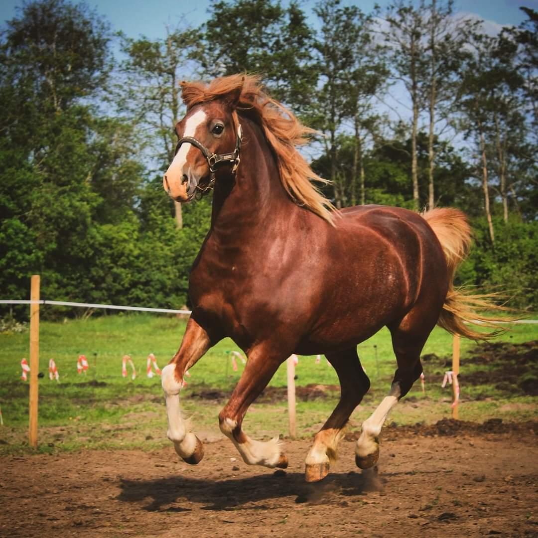 Welsh Pony af Cob-type (sec C) Aberlour Gagarin [Trænede] billede 4