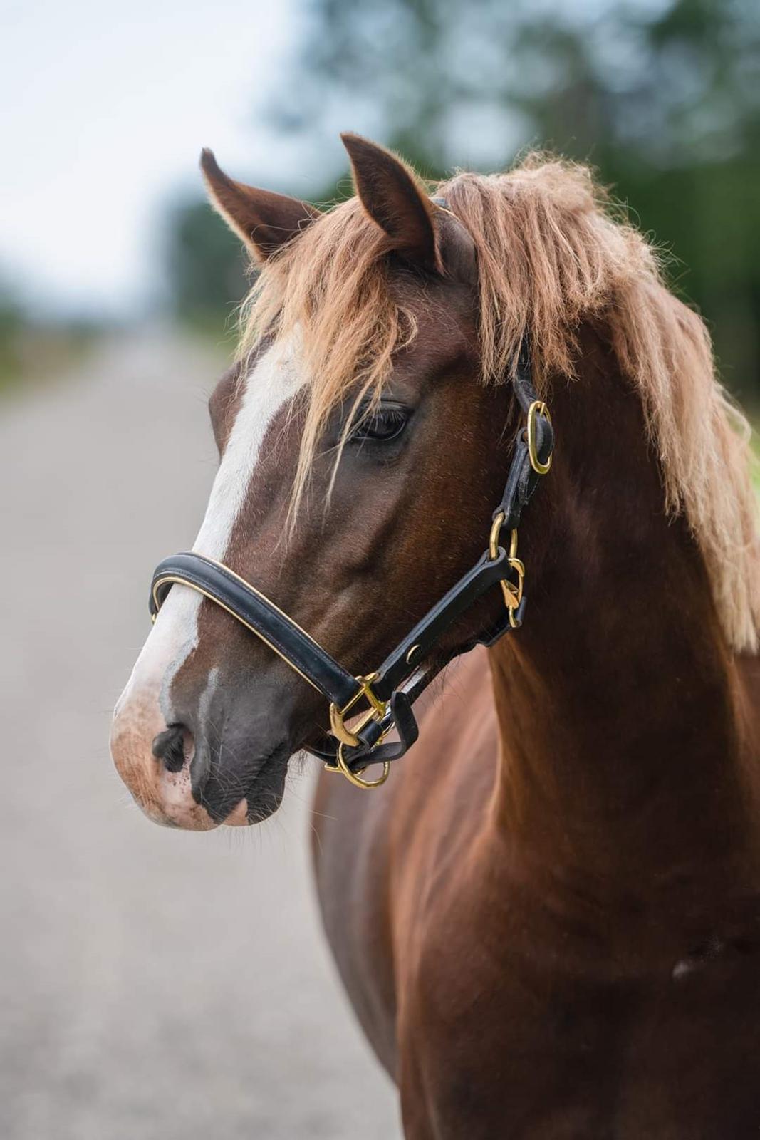 Welsh Pony af Cob-type (sec C) Aberlour Gagarin [Låner] billede 5