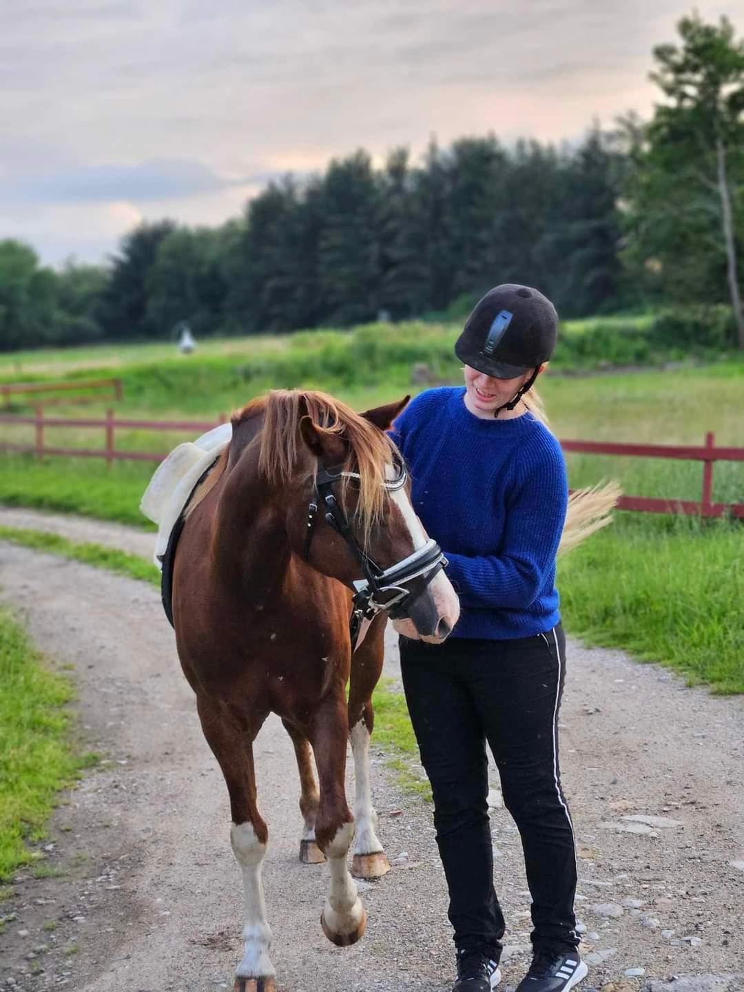 Welsh Pony af Cob-type (sec C) Aberlour Gagarin [Låner] billede 6