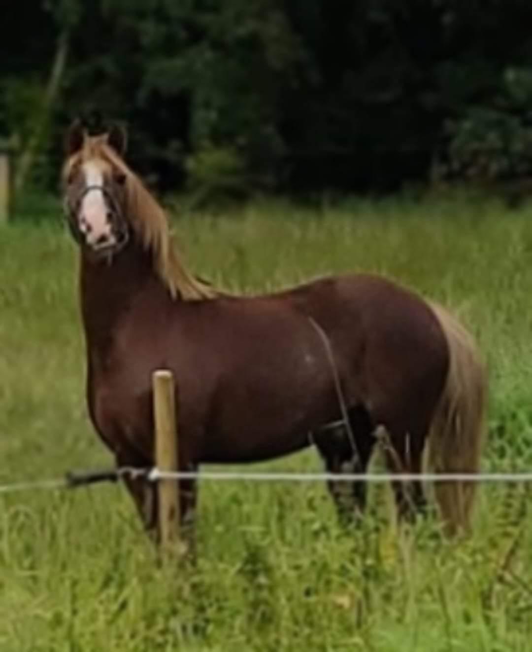 Welsh Pony af Cob-type (sec C) Aberlour Gagarin [Trænede] billede 6