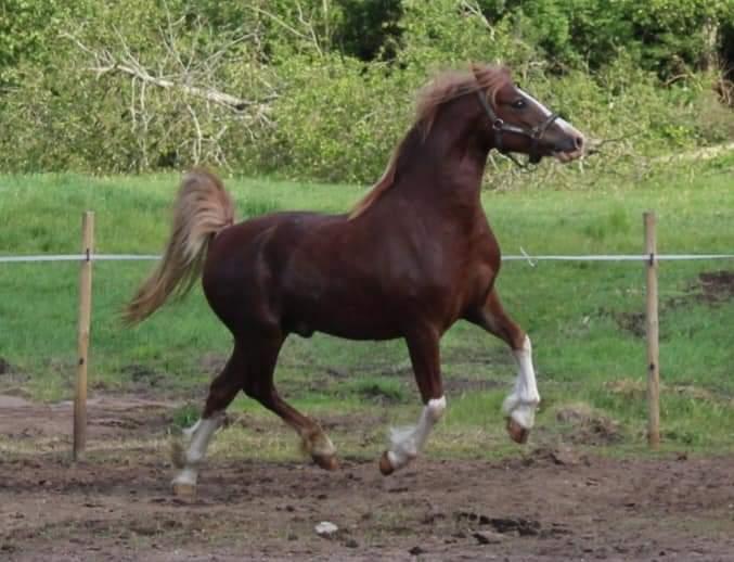 Welsh Pony af Cob-type (sec C) Aberlour Gagarin [Trænede] billede 7