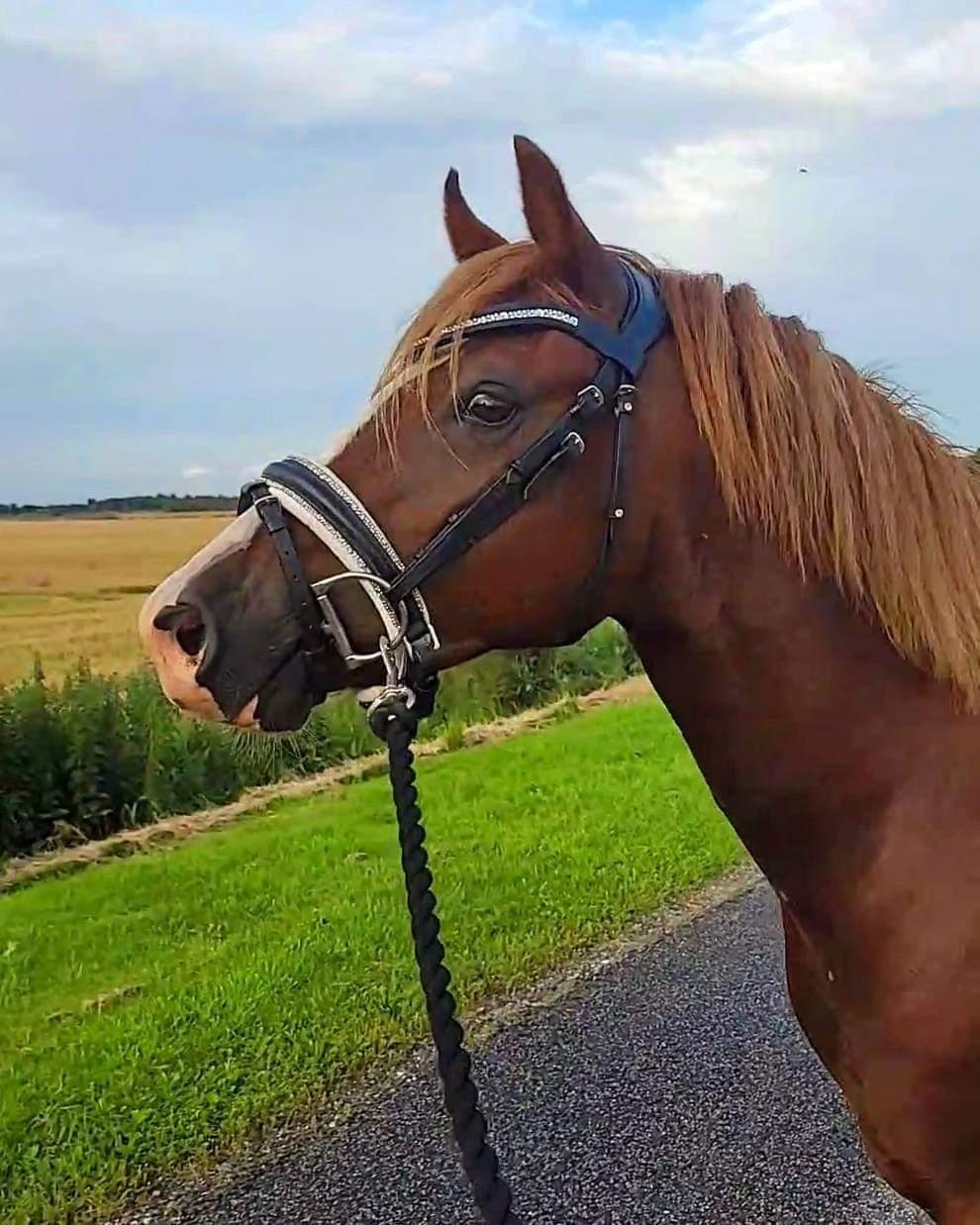 Welsh Pony af Cob-type (sec C) Aberlour Gagarin [Låner] billede 9