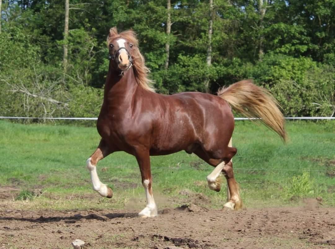 Welsh Pony af Cob-type (sec C) Aberlour Gagarin [Trænede] billede 9