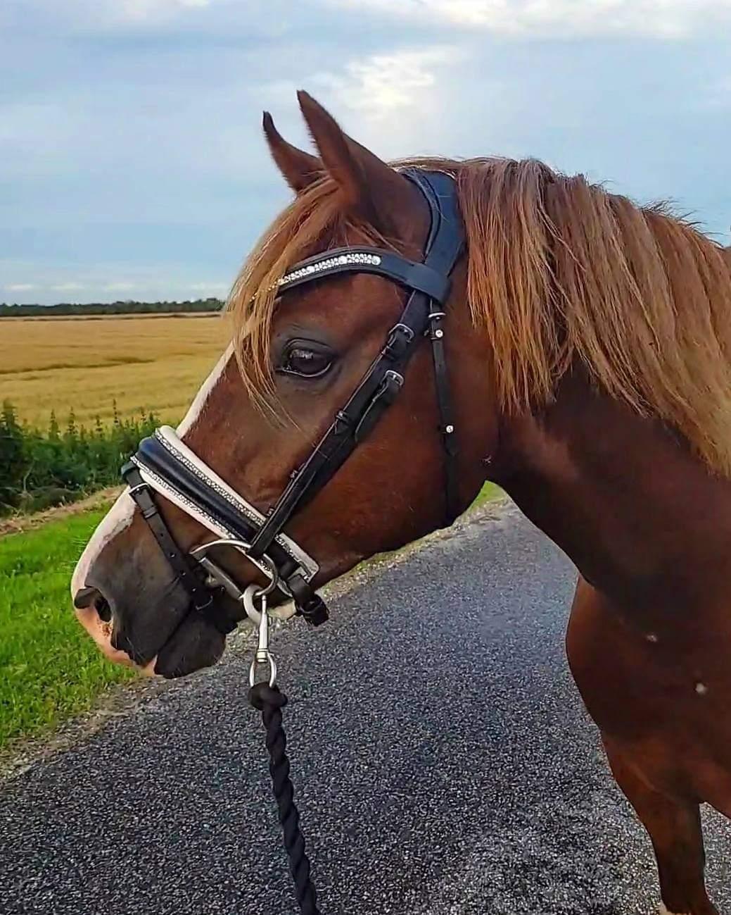 Welsh Pony af Cob-type (sec C) Aberlour Gagarin [Låner] billede 11