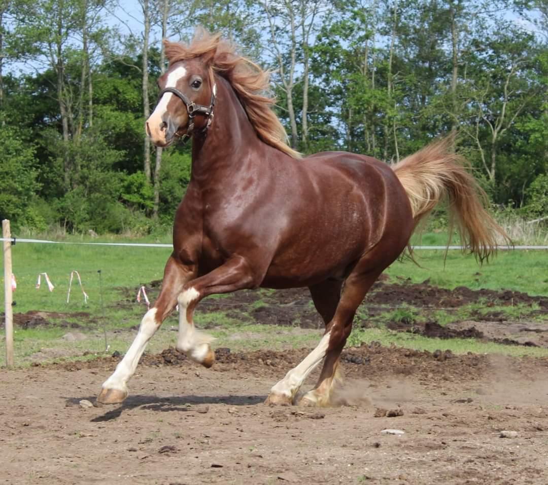 Welsh Pony af Cob-type (sec C) Aberlour Gagarin [Låner] billede 12