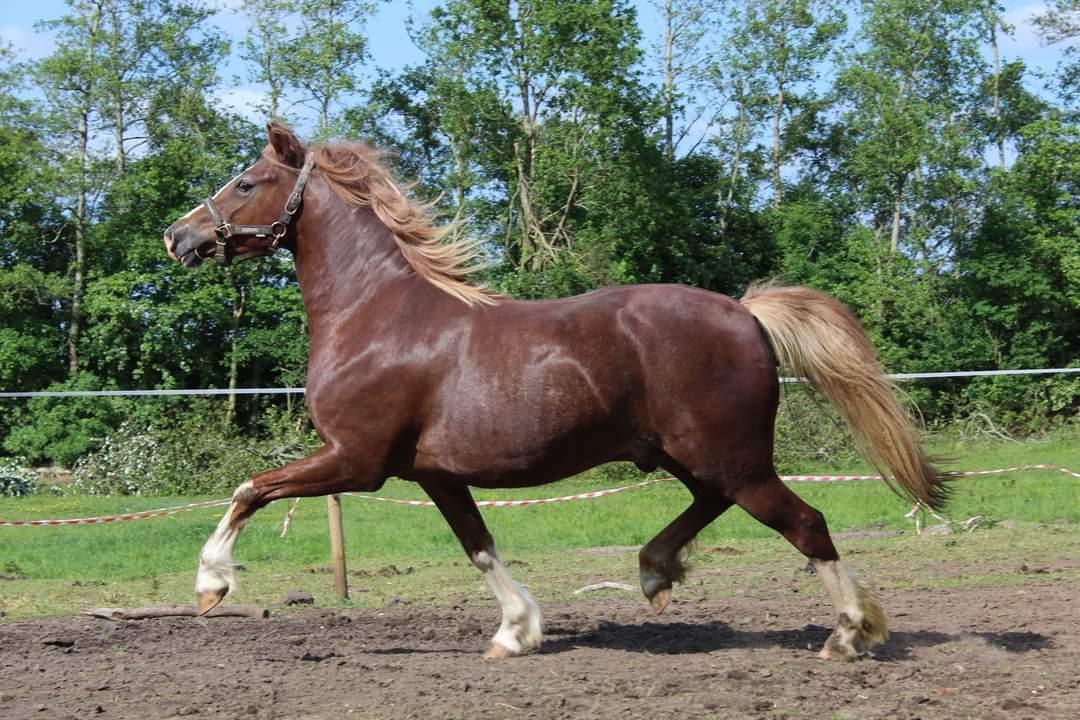 Welsh Pony af Cob-type (sec C) Aberlour Gagarin [Trænede] billede 12