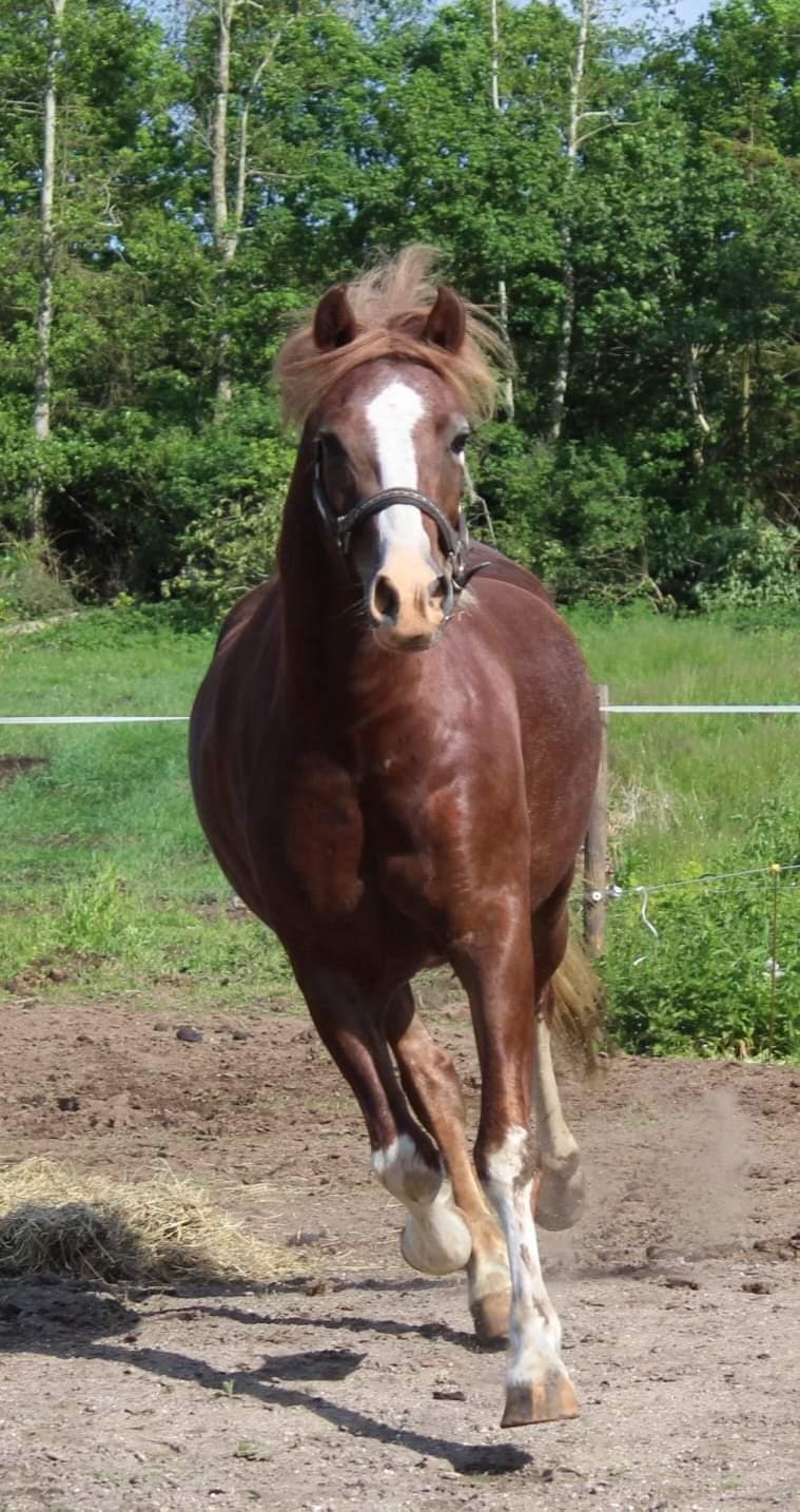 Welsh Pony af Cob-type (sec C) Aberlour Gagarin [Låner] billede 14