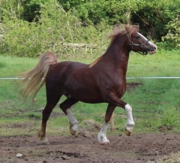 Welsh Pony af Cob-type (sec C) Aberlour Gagarin [Trænede] billede 14