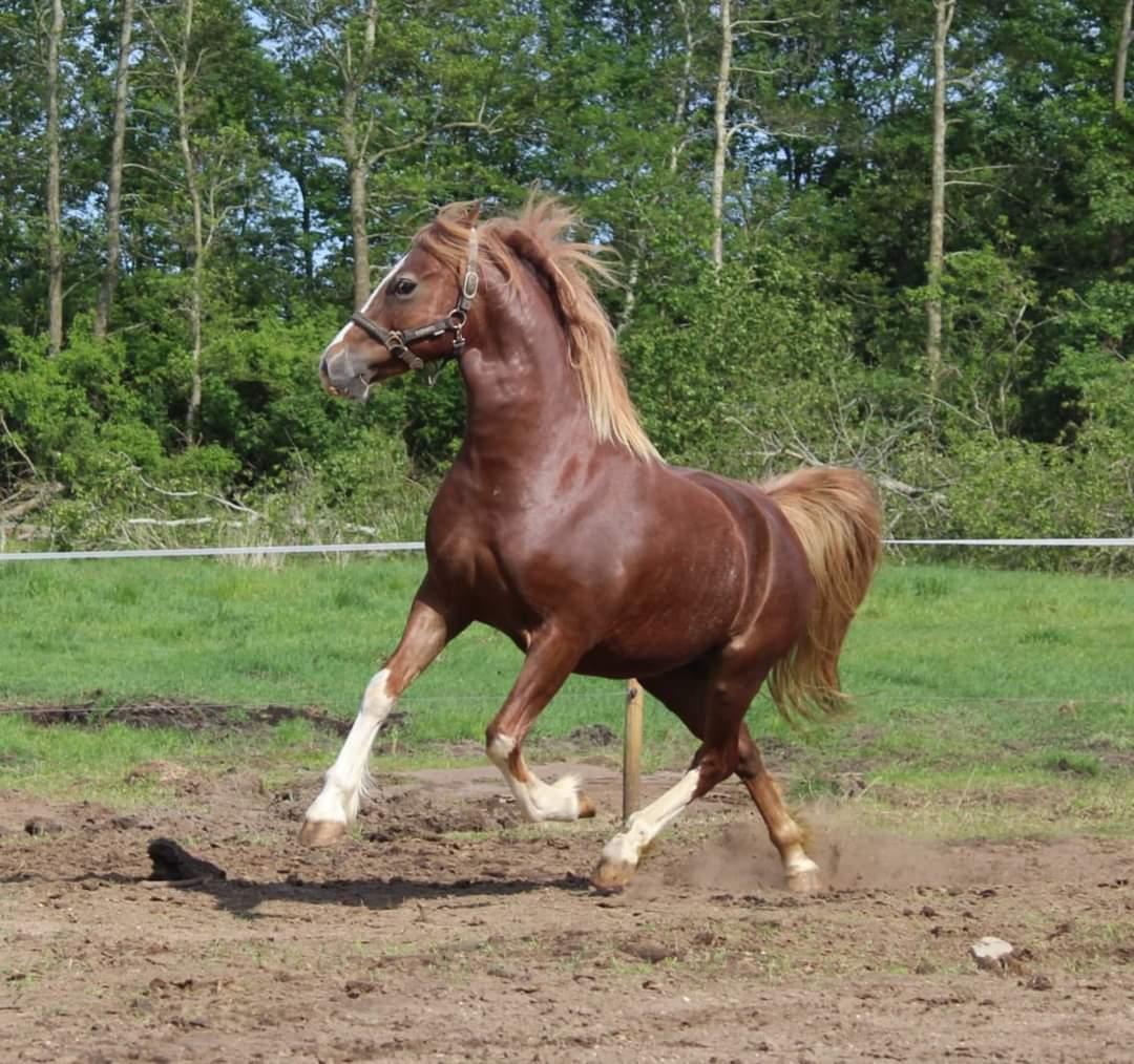 Welsh Pony af Cob-type (sec C) Aberlour Gagarin [Låner] billede 16