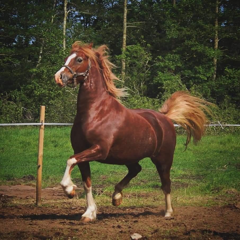 Welsh Pony af Cob-type (sec C) Aberlour Gagarin [Trænede] billede 3