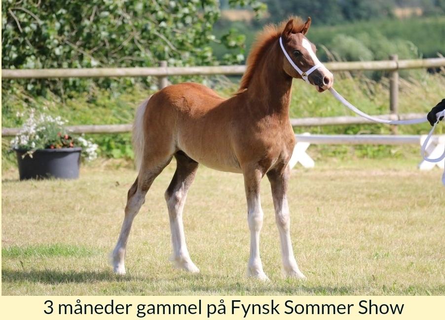 Welsh Pony af Cob-type (sec C) Aberlour Gagarin [Låner] billede 18