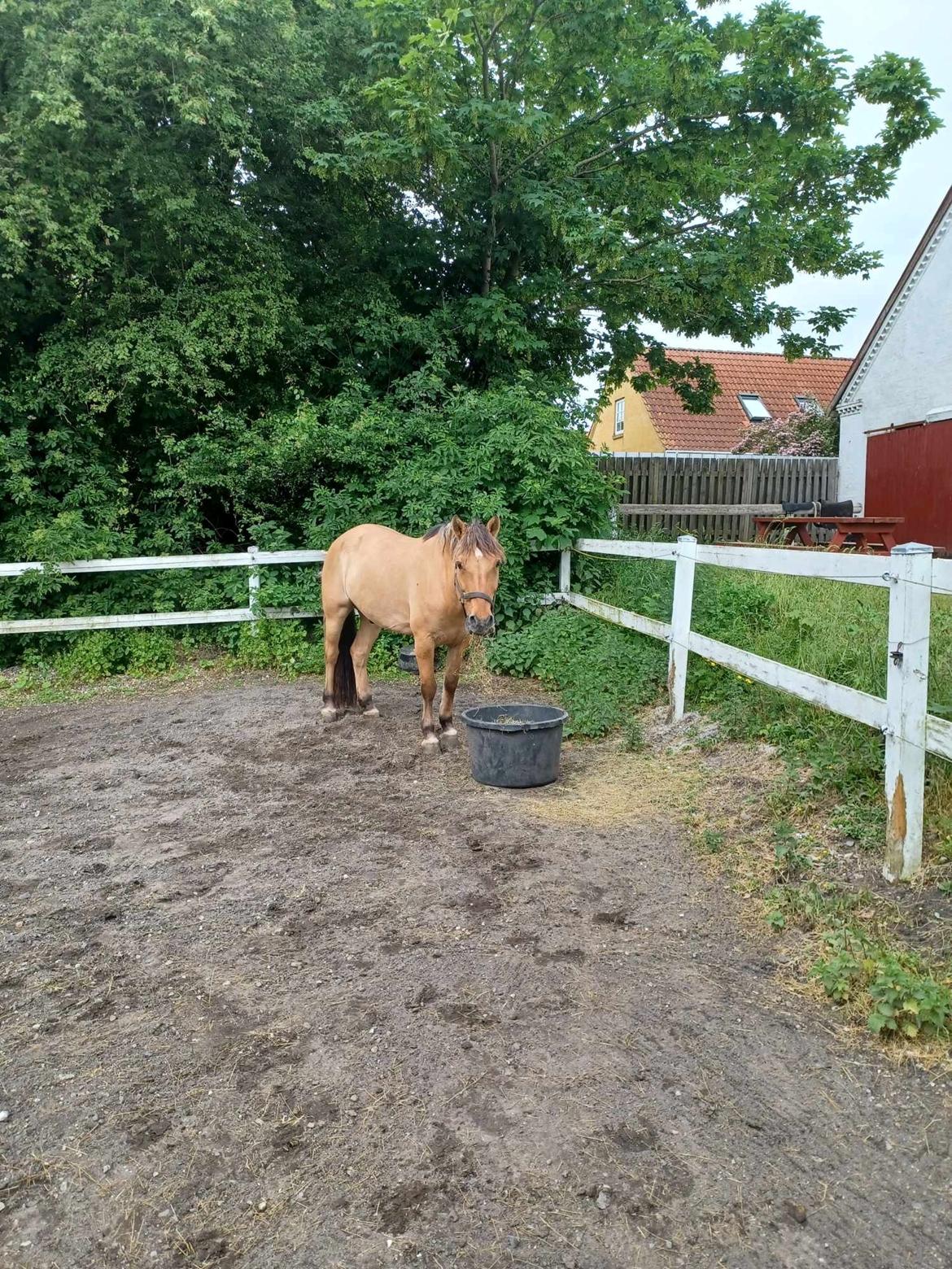 Anden særlig race Nolbydalens Dobri billede 2