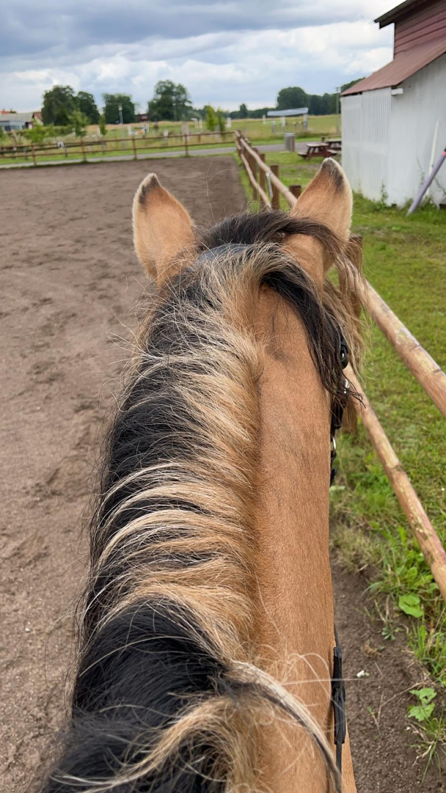 Anden særlig race Nolbydalens Dobri billede 8