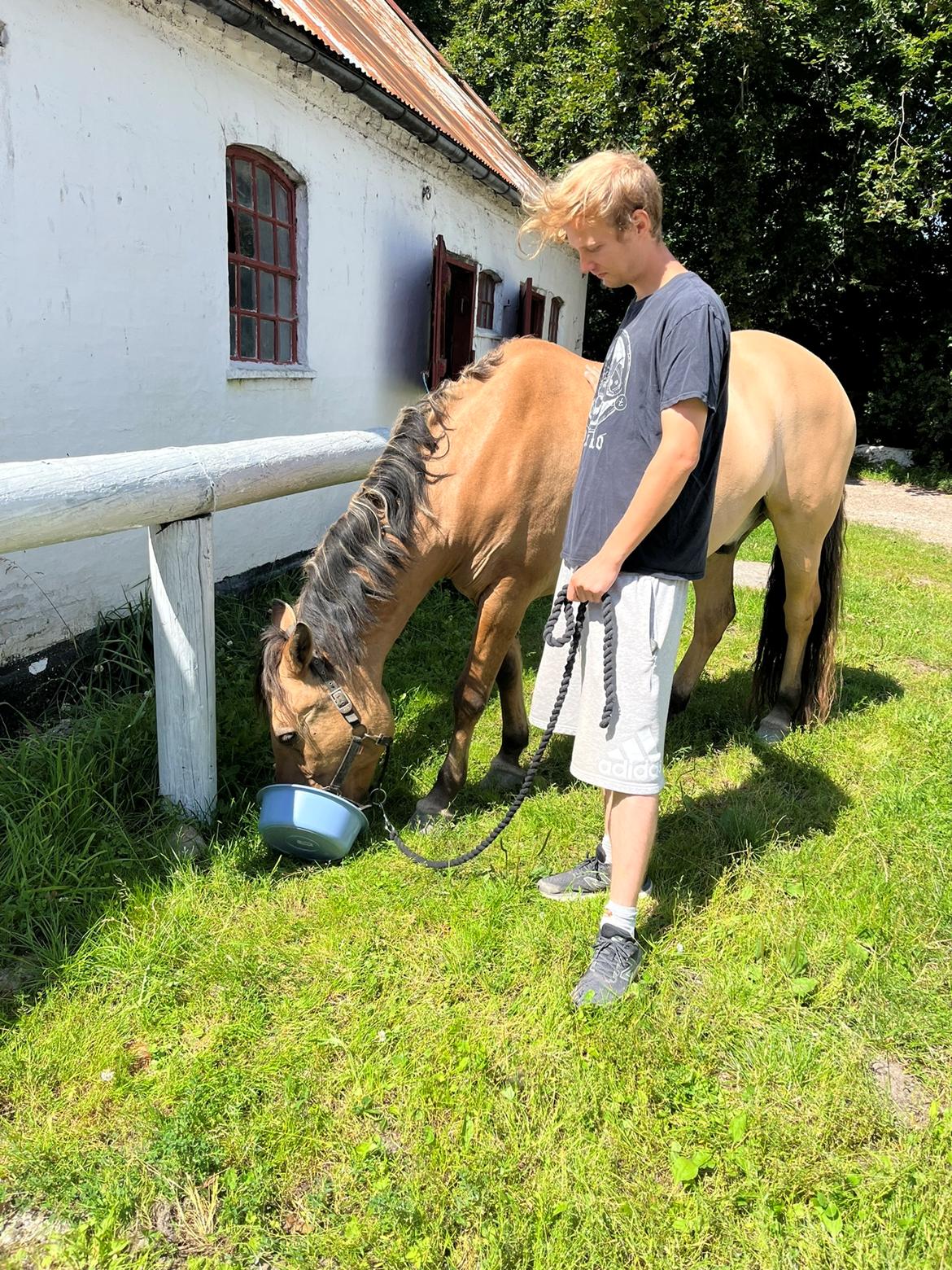 Anden særlig race Nolbydalens Dobri billede 13