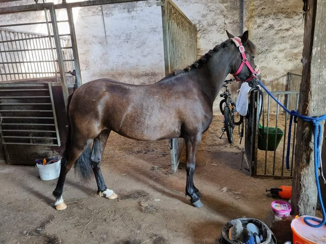 Welsh Pony (sec B) Lille Blombjerggårds Pinkie Pie billede 13