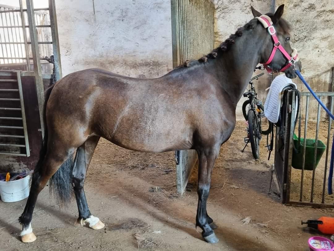 Welsh Pony (sec B) Lille Blombjerggårds Pinkie Pie billede 15