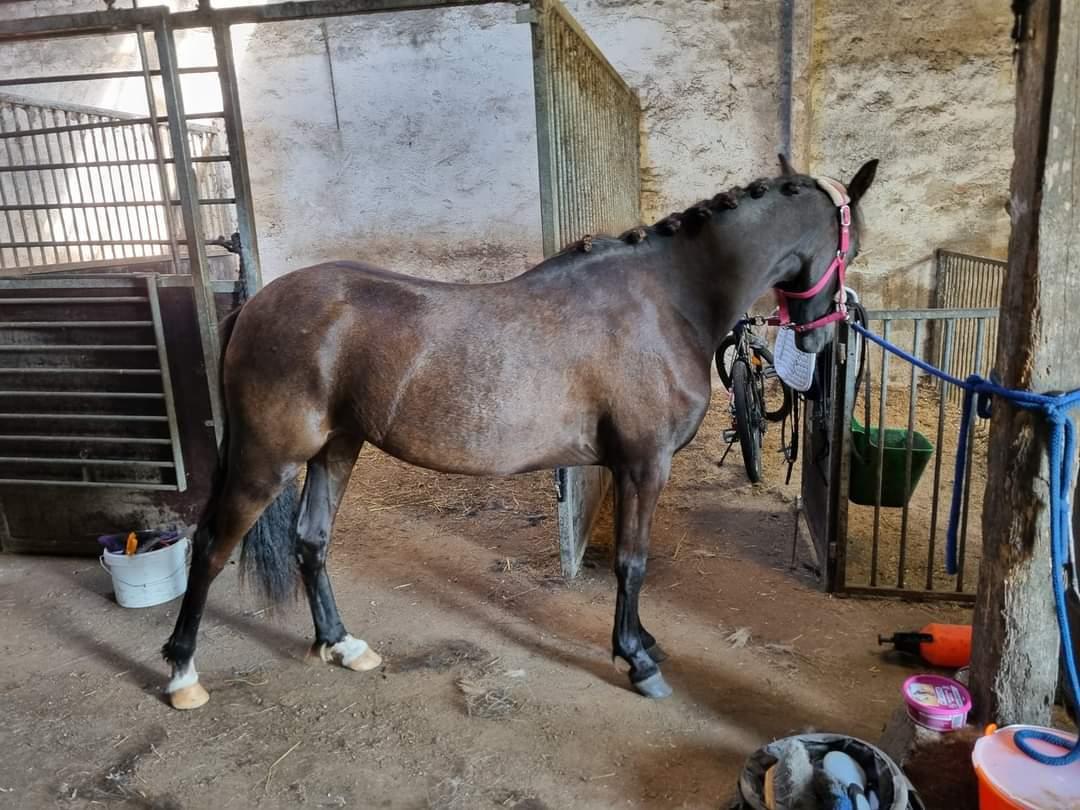 Welsh Pony (sec B) Lille Blombjerggårds Pinkie Pie billede 16