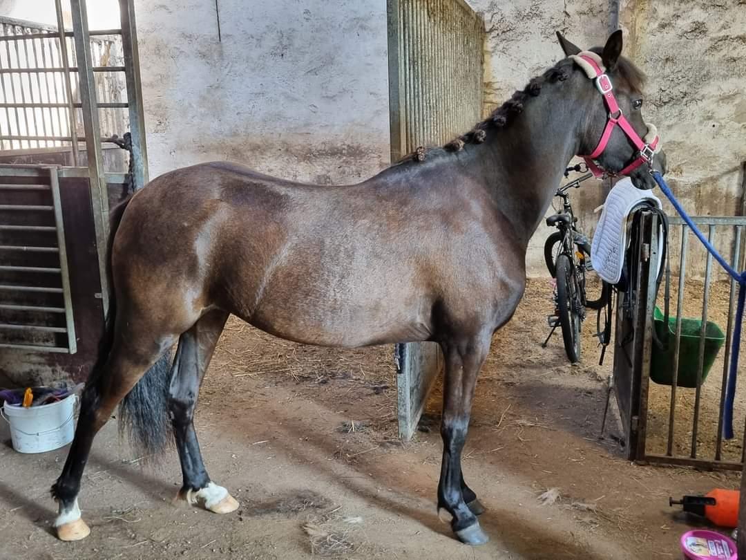 Welsh Pony (sec B) Lille Blombjerggårds Pinkie Pie billede 14