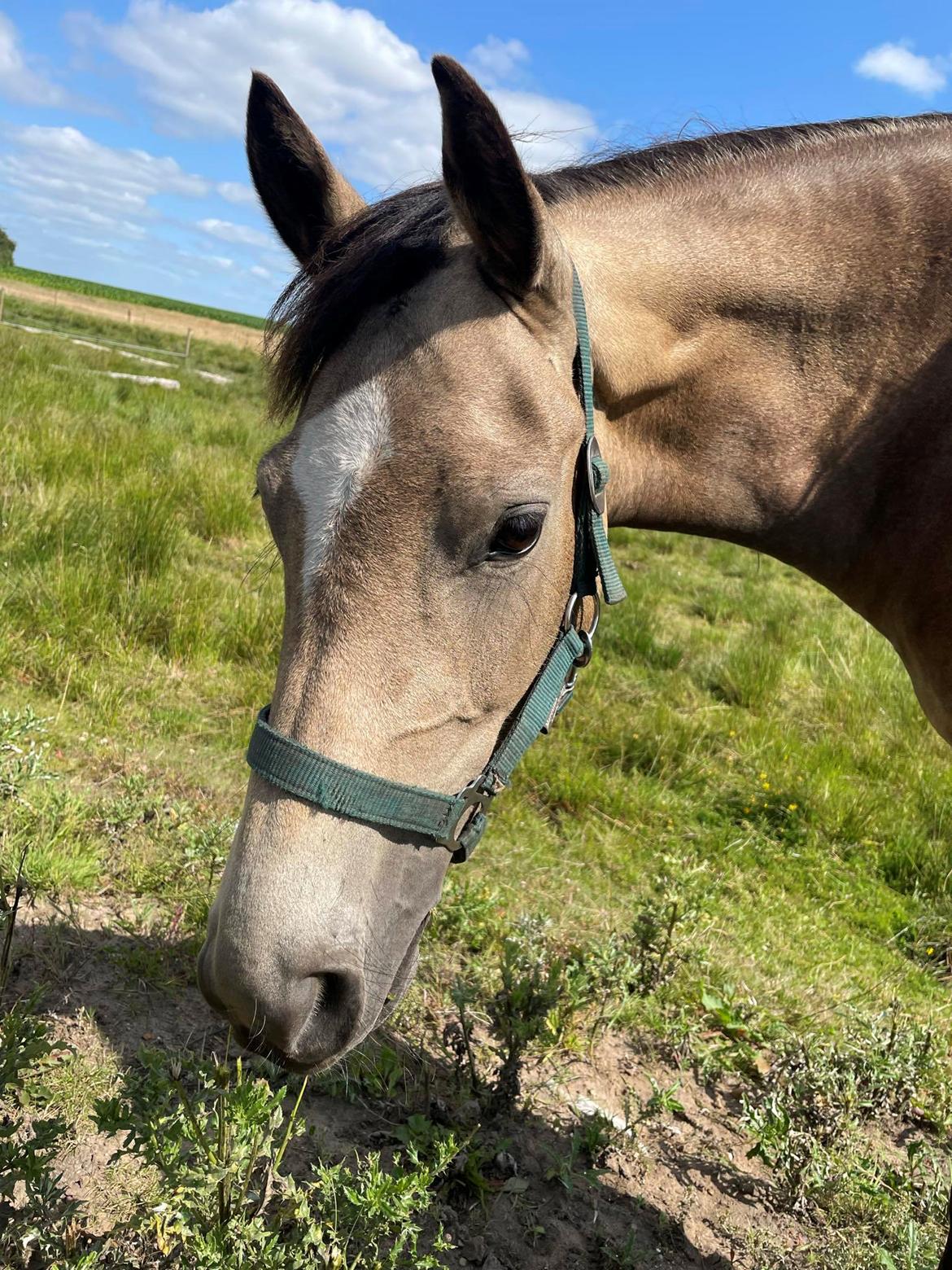 Welsh Partbred (Sec F) Aastrupgaards Gloria billede 3