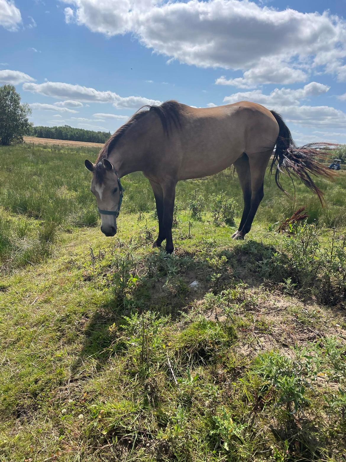 Welsh Partbred (Sec F) Aastrupgaards Gloria - Bjergged ^_^ billede 7