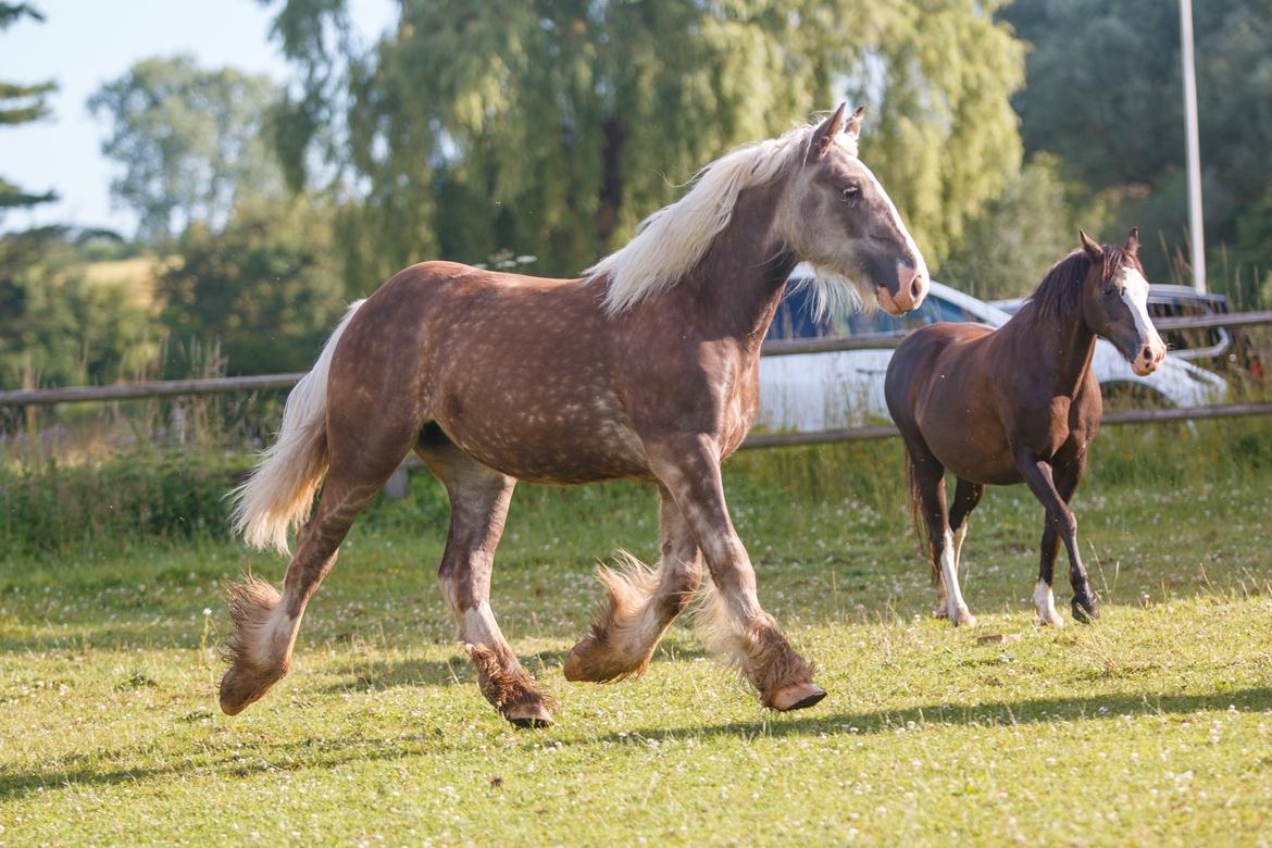 Tinker Lindbergs Special Dream billede 15