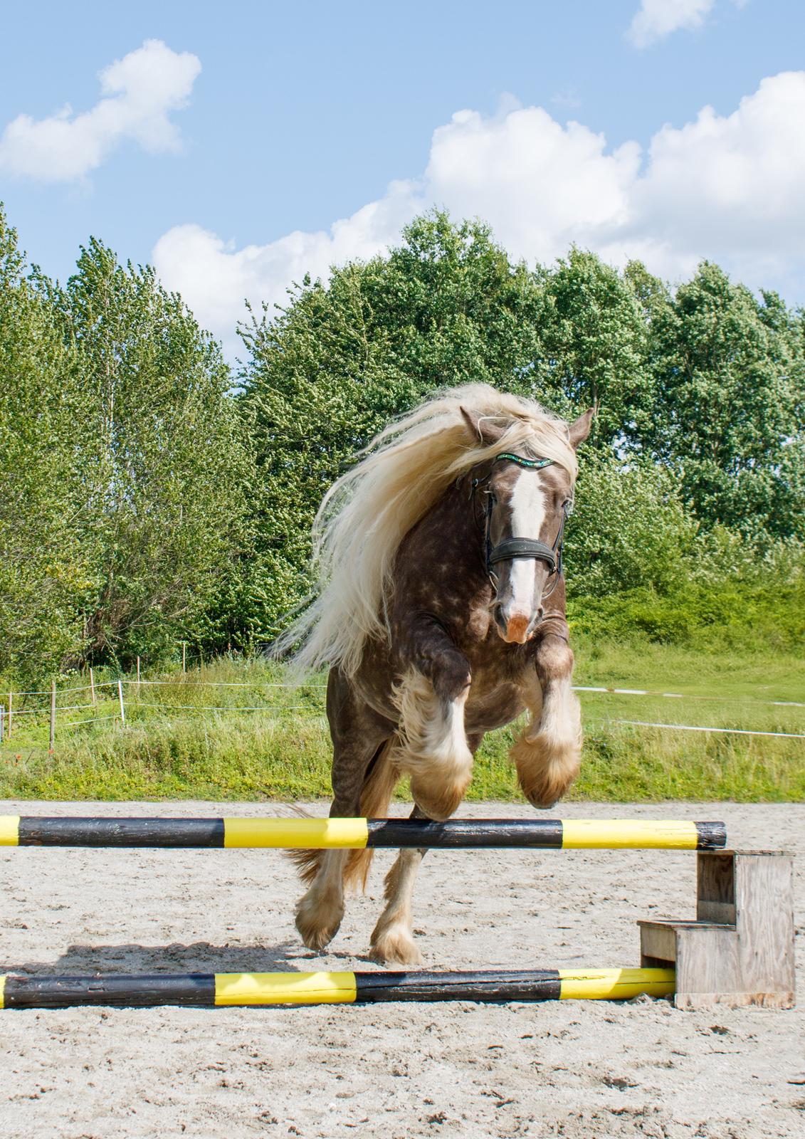 Tinker Silver dream billede 19