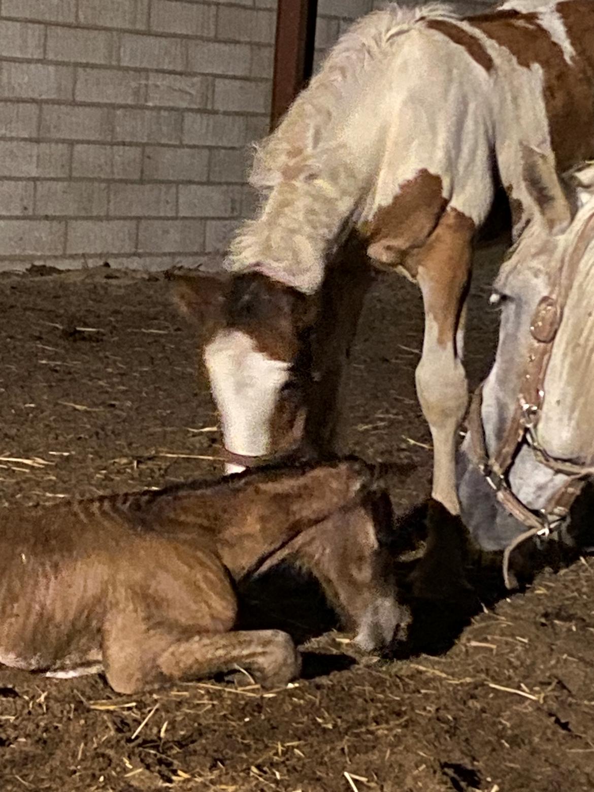 Warlander Lærkegaarden's  Valenzia billede 4