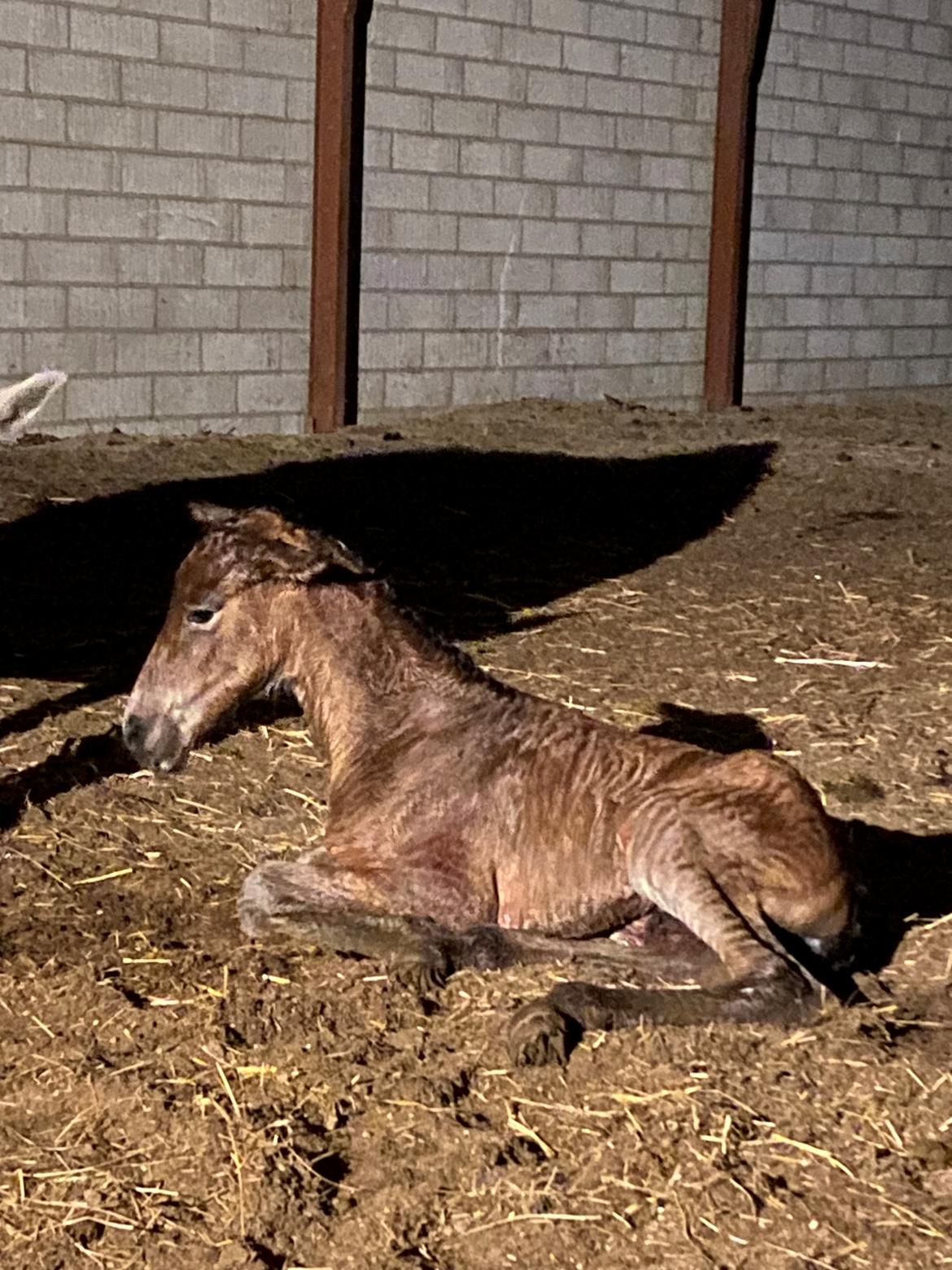 Warlander Lærkegaarden's  Valenzia billede 3