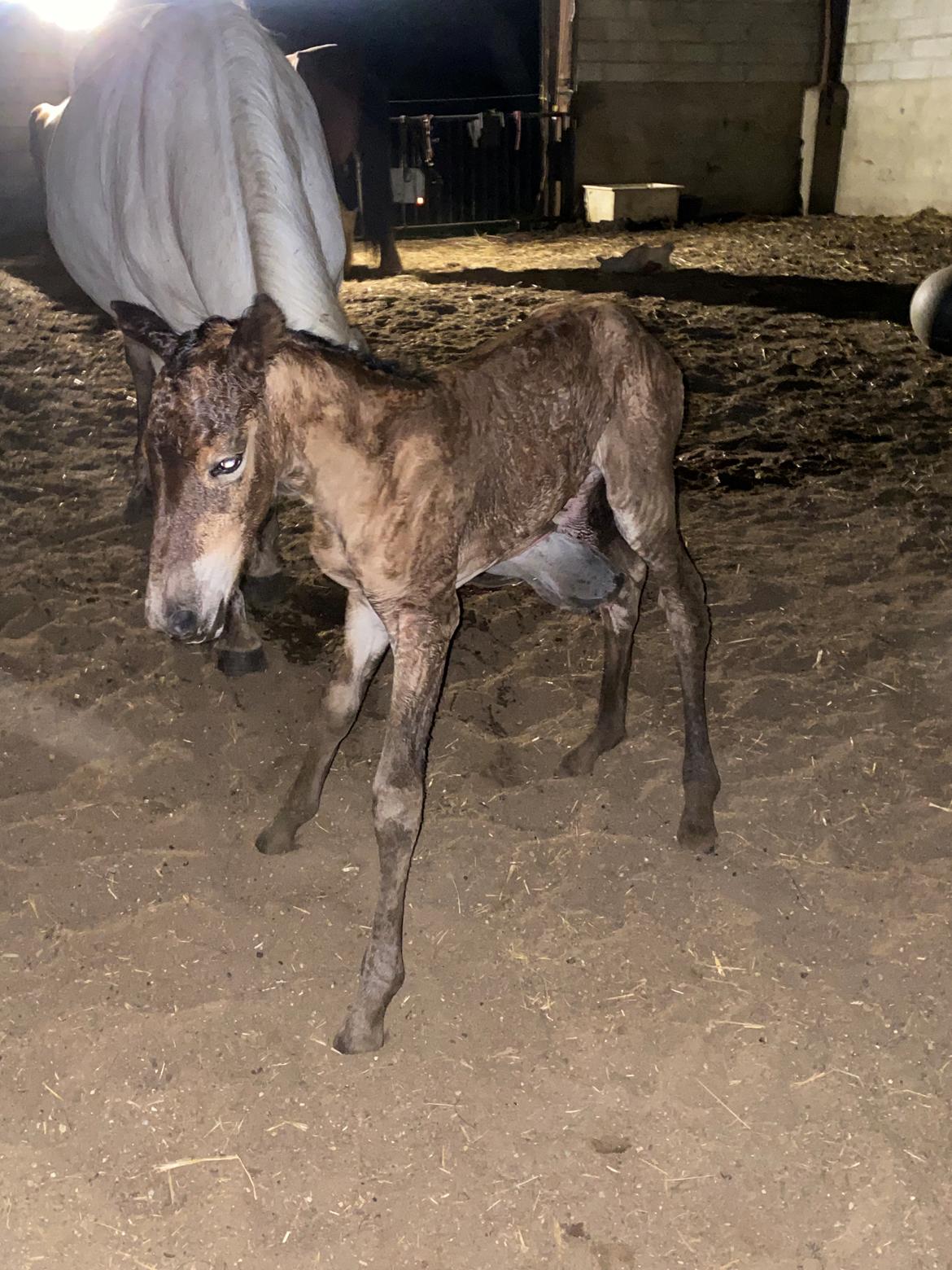 Warlander Lærkegaarden's  Valenzia billede 5