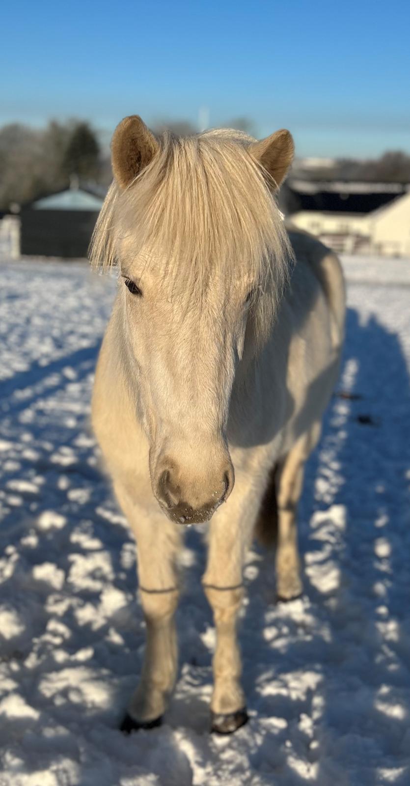 Islænder Sía fra Lundegårde billede 47