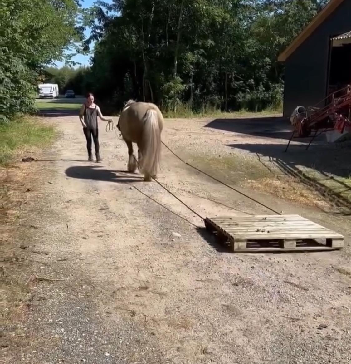 Irish Cob Nydal's Snowman billede 17