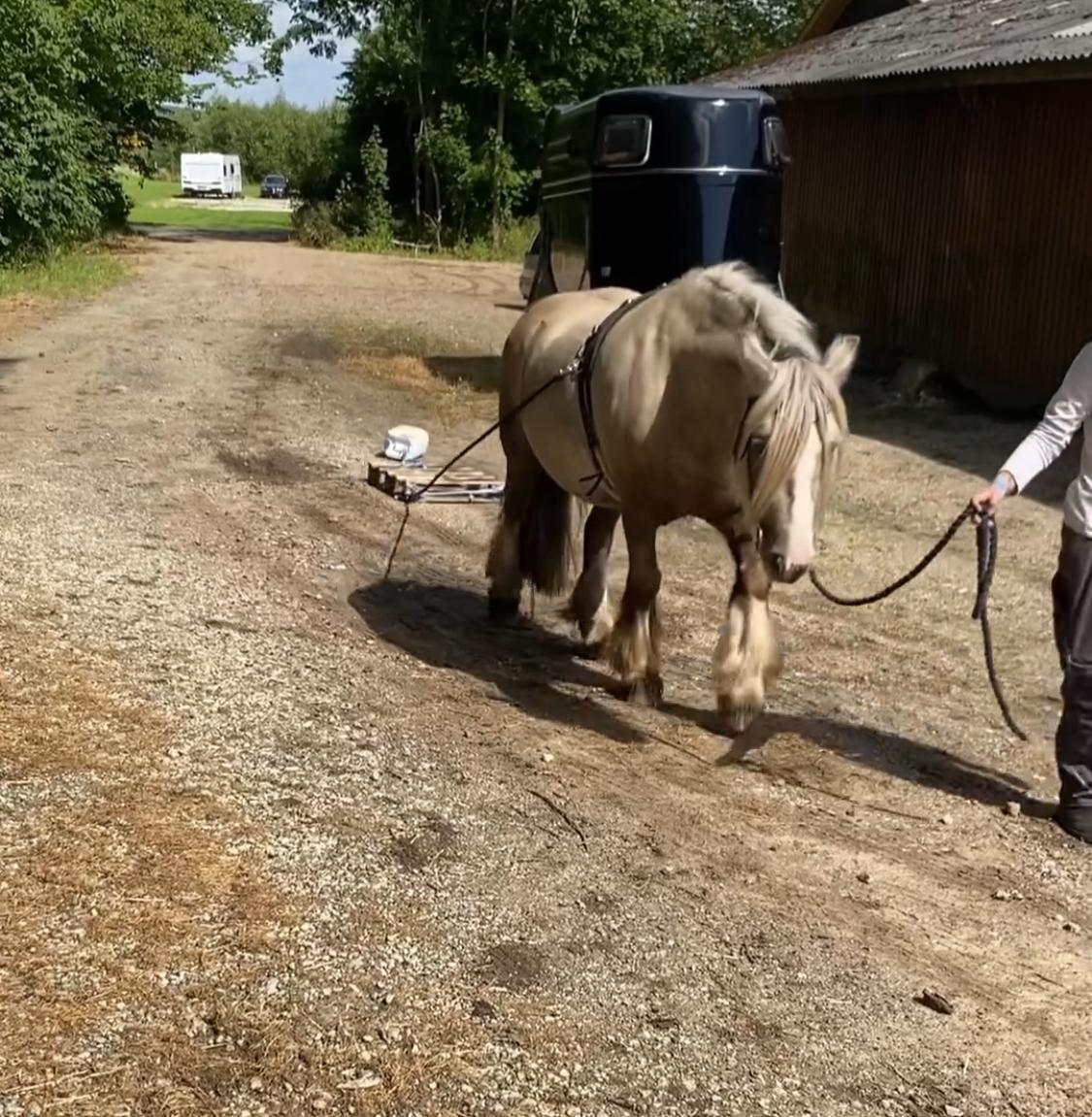 Irish Cob Nydal's Snowman billede 16