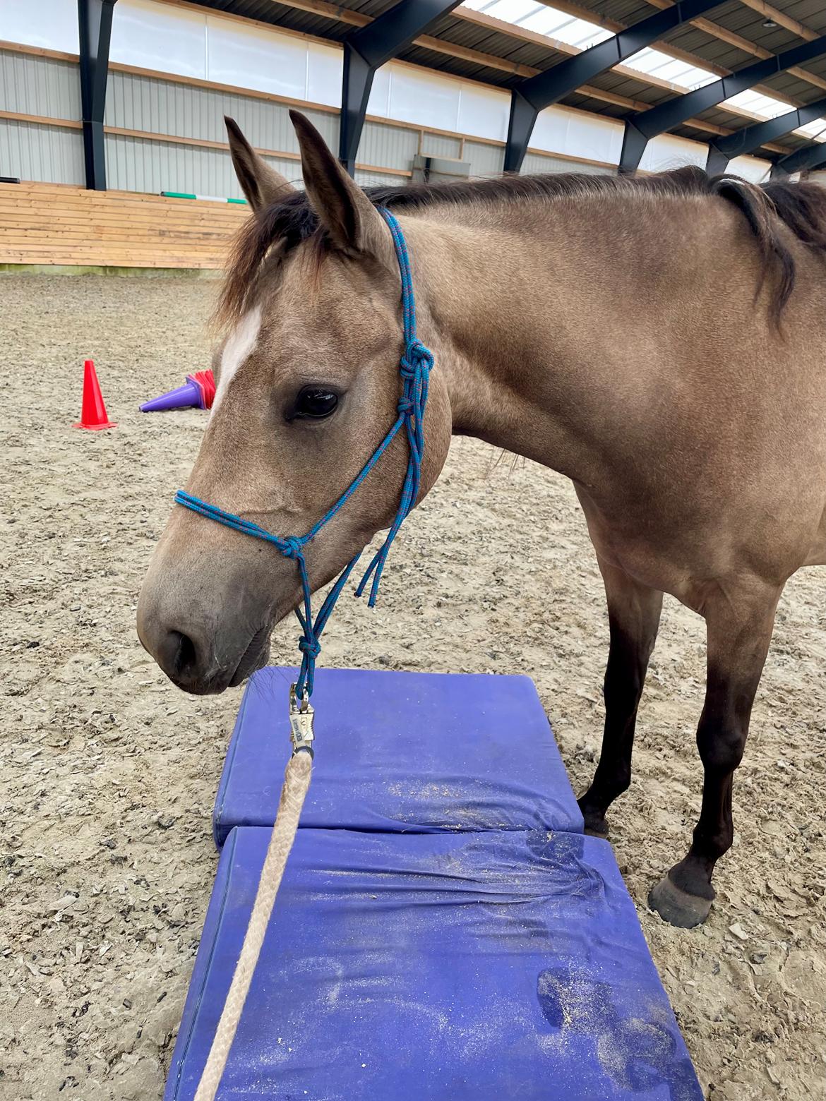 Welsh Partbred (Sec F) Aastrupgaards Gloria billede 8