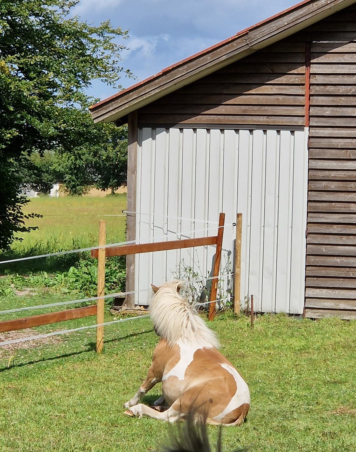 Shetlænder Nova billede 1