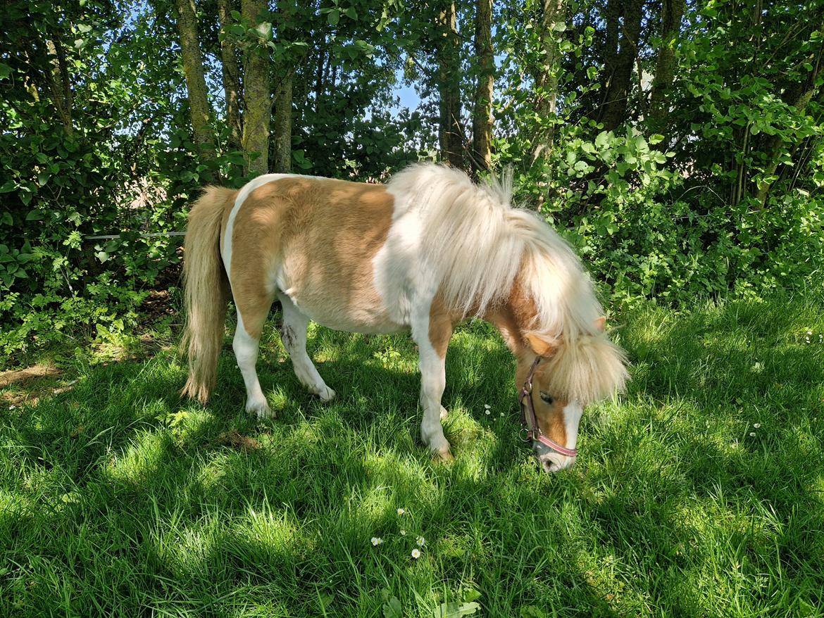 Shetlænder Nova billede 6