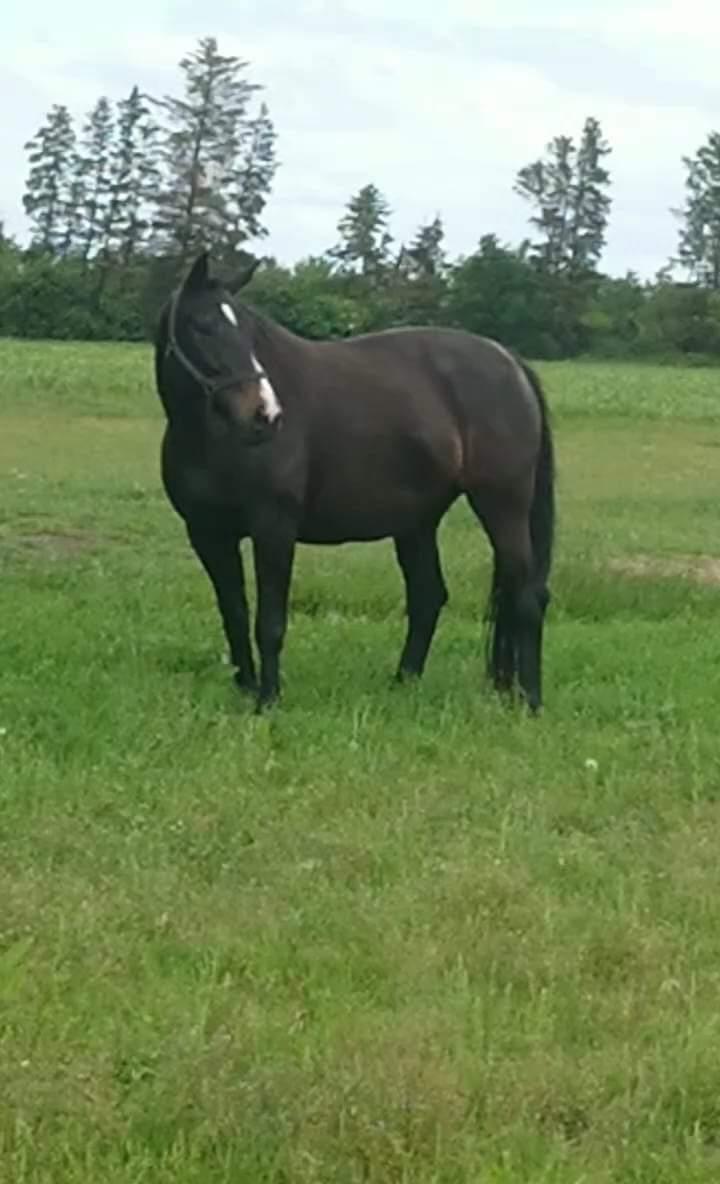 Oldenborg Tokelunds Polly billede 1